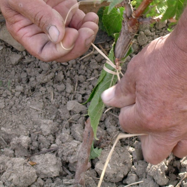 Podere Orto Trivium - Simona De Vecchis & Giuliano Salesi