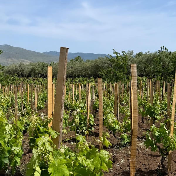 Gustinella Wine - Sonia Gambino