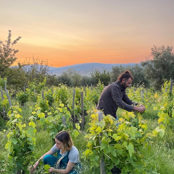 Gustinella Wine - Sonia Gambino