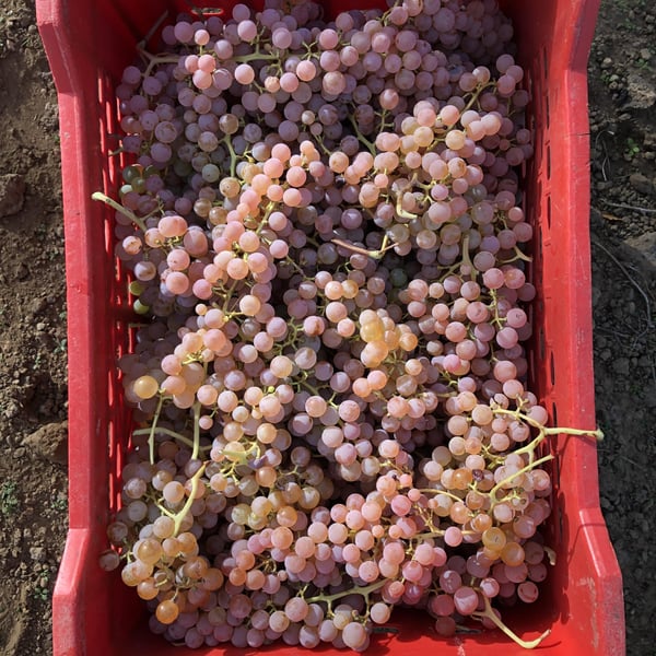 Gustinella Wine - Sonia Gambino