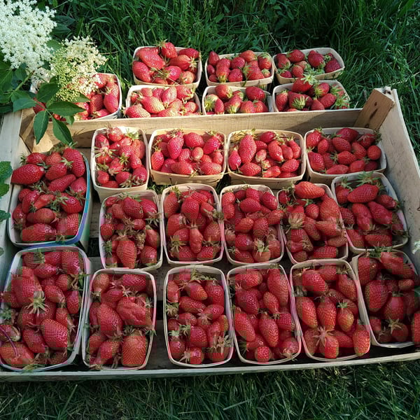 La Ferme des Magesses - Thomas Bouët