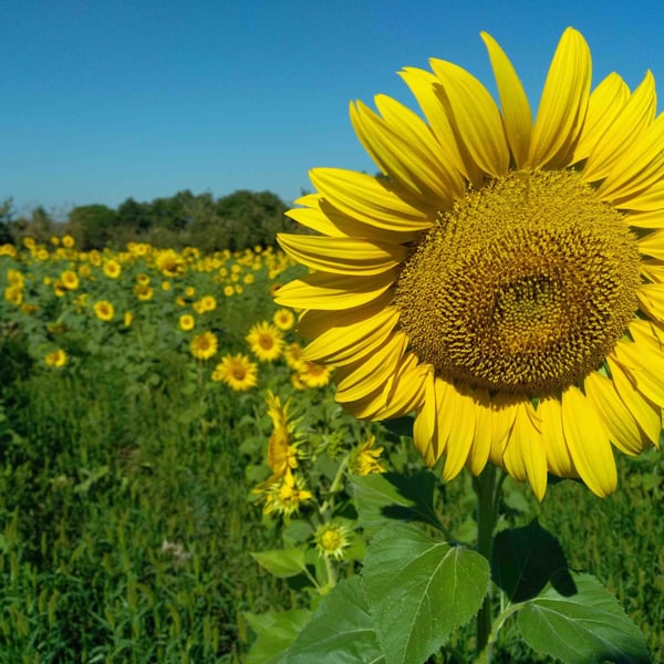La Ferme des Magesses - Thomas Bouët