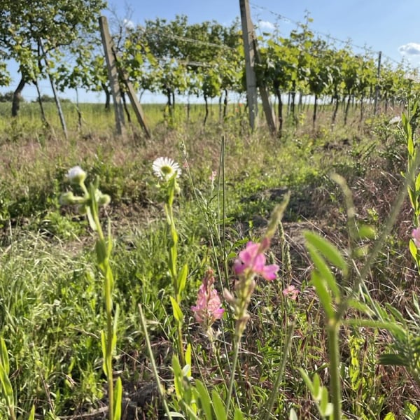 Vinařství Bystřický - Vojta & Anicka Bystřický