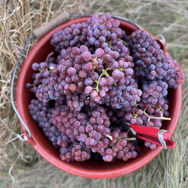 Emily Campeau & Christoph Müller