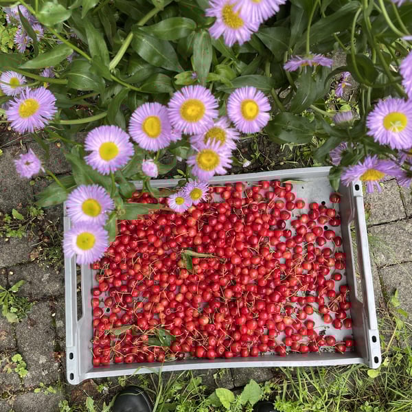 Wein Goutte - Emily Campeau & Christoph Müller