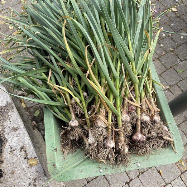 Wein Goutte - Emily Campeau & Christoph Müller