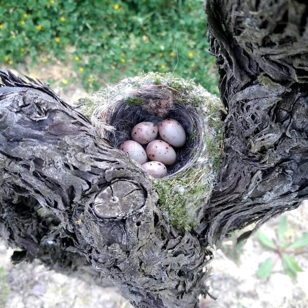 Veritatis Fabricator - Xavier Martin