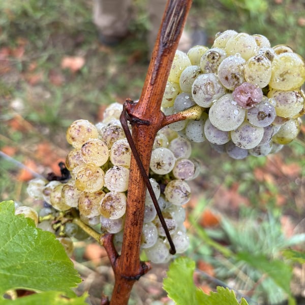 Veritatis Fabricator - Xavier Martin