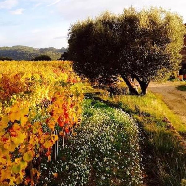 Domaine de la Tour du Bon - Agnès Hocquard-Henry