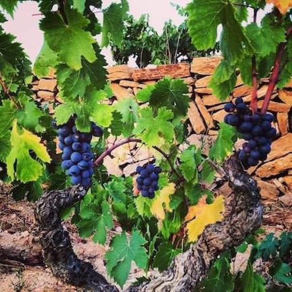 Domaine de la Tour du Bon - Agnès Hocquard-Henry