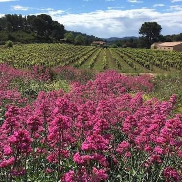 Domaine de la Tour du Bon - Agnès Hocquard-Henry