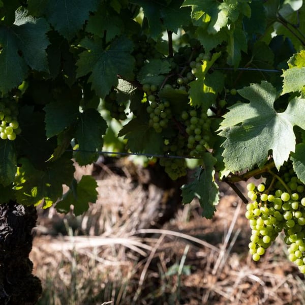 Domaine Alexis de Benoist - Alexis de Benoist