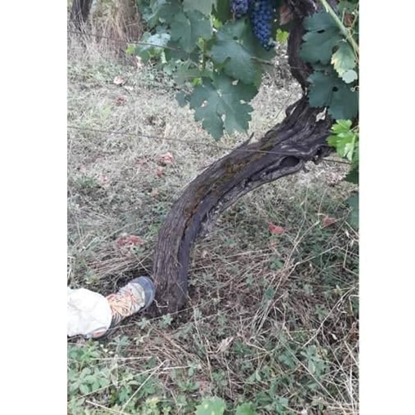 Orto del Vicino - Anna Pirani & Leonardo Gabellini