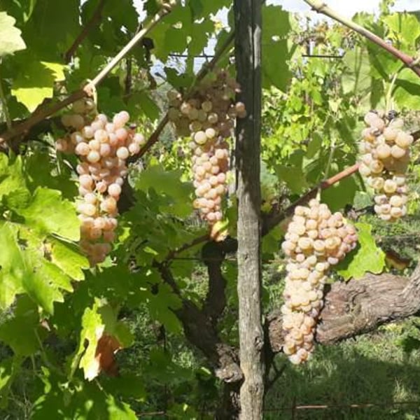 Anna Pirani & Leonardo Gabellini