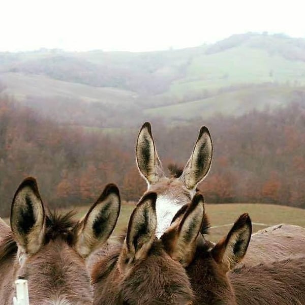 Fattoria La Maliosa - Antonella Manuli
