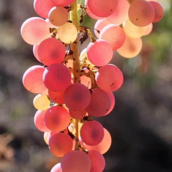 Fattoria La Maliosa - Antonella Manuli