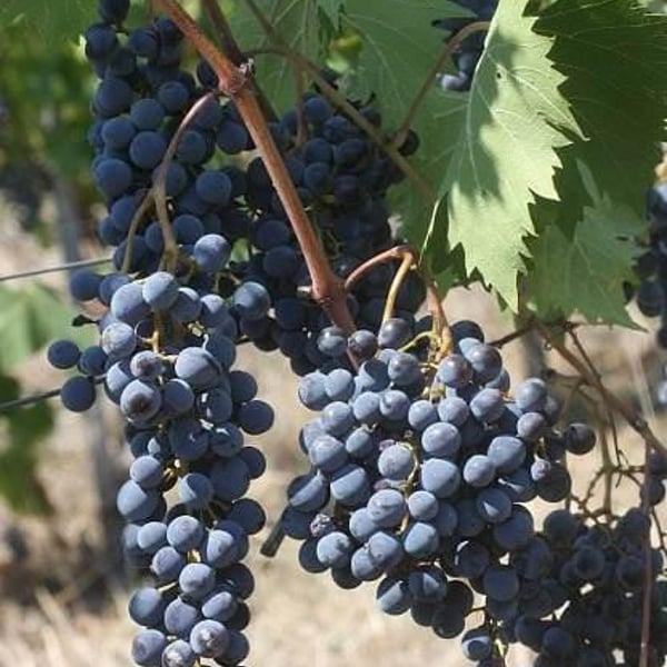 Fattoria La Maliosa - Antonella Manuli