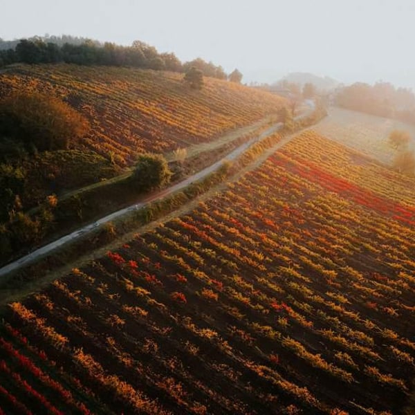 Caccianemici BioAutoctona S.S. Società Agricola - Antonio Colliva, Walter Iannini, Giovanni Freddi