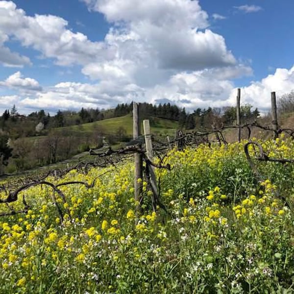 Caccianemici BioAutoctona S.S. Società Agricola - Antonio Colliva, Walter Iannini, Giovanni Freddi