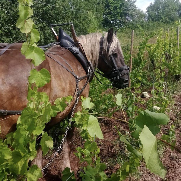 Arthur Bohn et Josselin Lutz