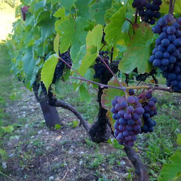 La Cuverie Revonnas - Aurélien Beyeklian