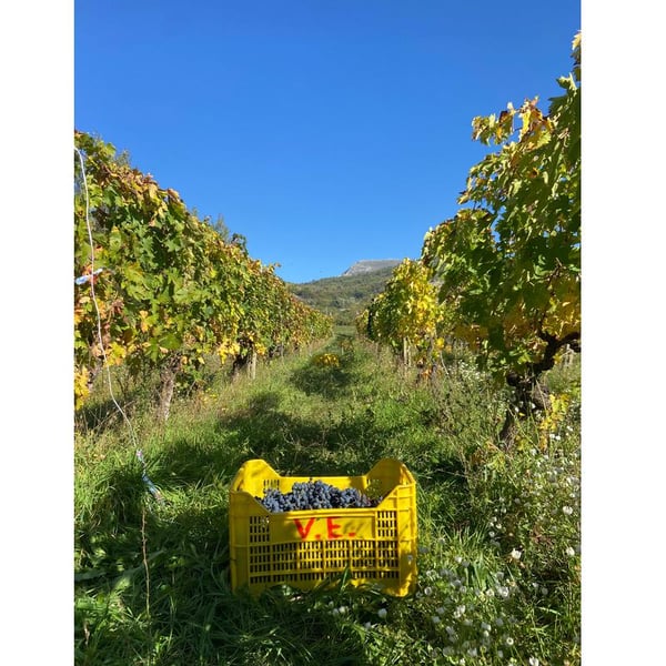 Benedetta Nicomede & Marco Carone