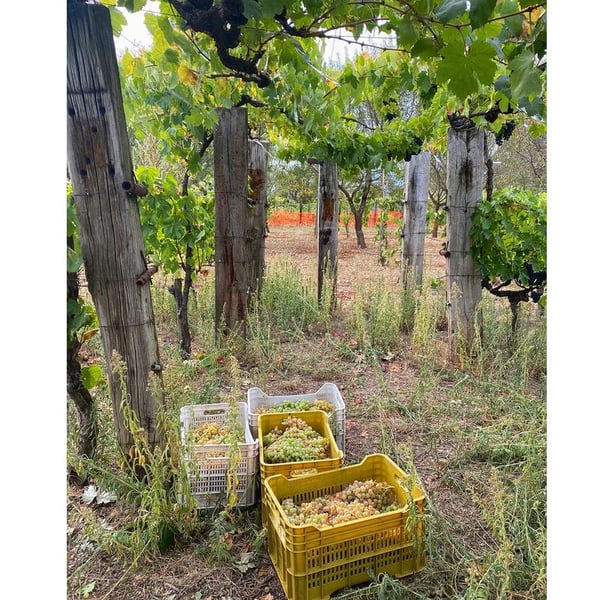 Societa' Agricola Montetino - Benedetta Nicomede & Marco Carone