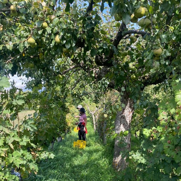 Benedetta Nicomede & Marco Carone