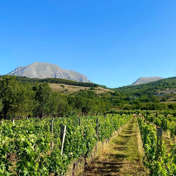 Benedetta Nicomede & Marco Carone