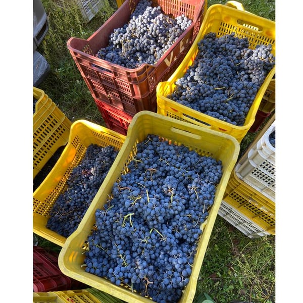 Societa' Agricola Montetino - Benedetta Nicomede & Marco Carone