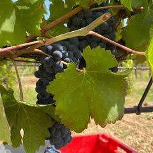 Domaine La Providence - Bénédicte & Jean-Benoit Comor