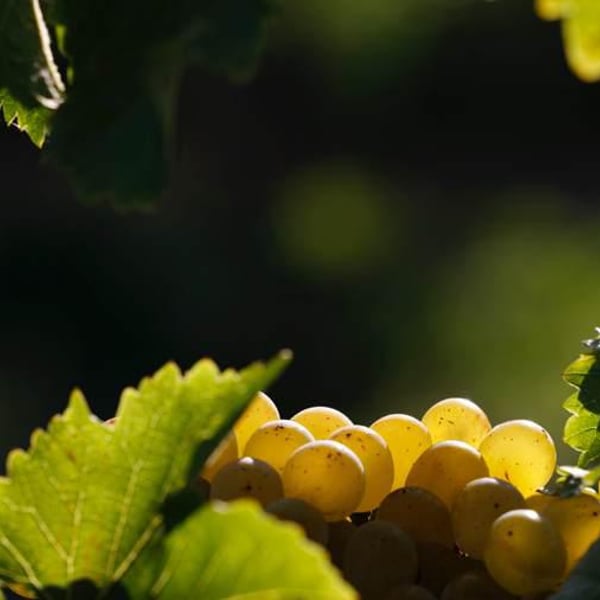 Terra Vita Vinum - Bénédicte & Luc Briand