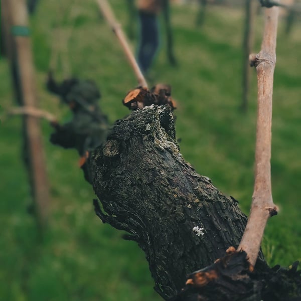 Klanc Vina - Benjamin Gorjup