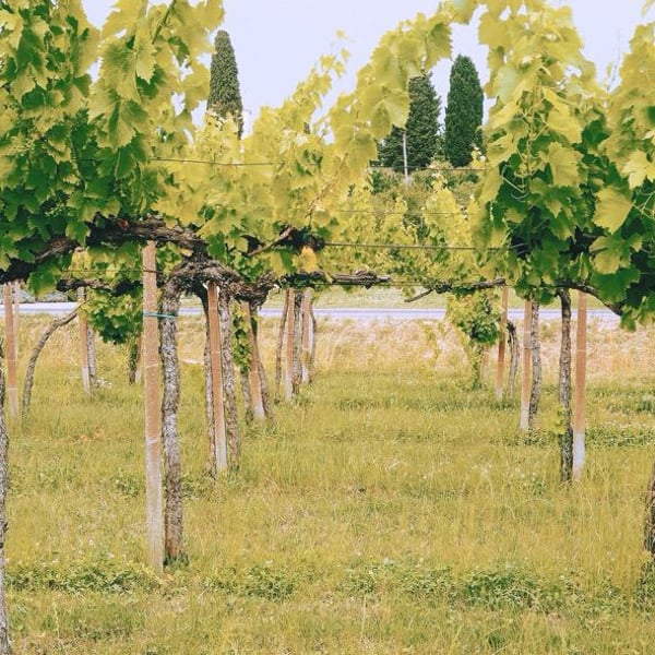 Klanc Vina - Benjamin Gorjup