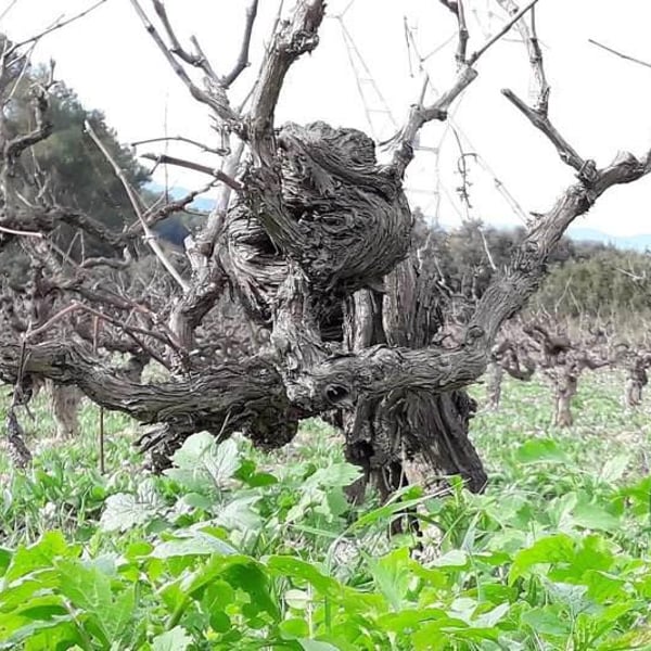 El Jardí dels Sentits - Blanca Ozcáriz Raventós