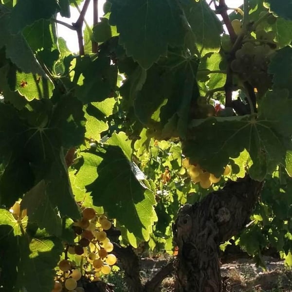 El Jardí dels Sentits - Blanca Ozcáriz Raventós