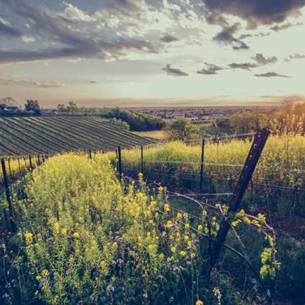 Camilla Oboe, Michele Mancassola