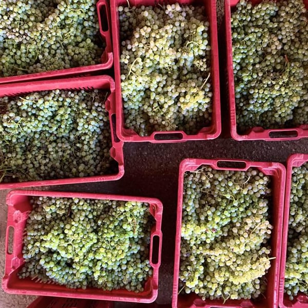 In Sordina - Camilla Oboe, Michele Mancassola