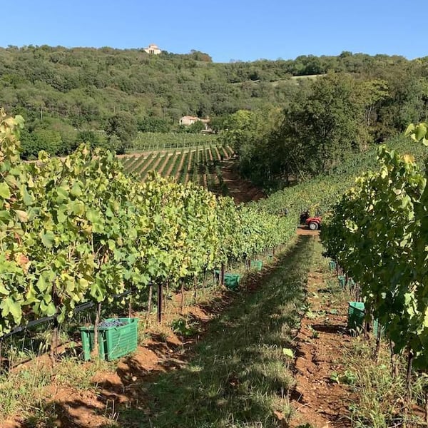 Camilla Oboe, Michele Mancassola