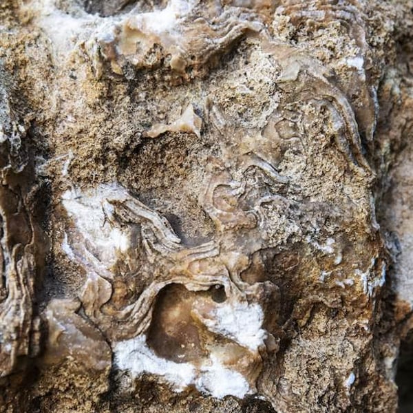 Camilla Oboe, Michele Mancassola