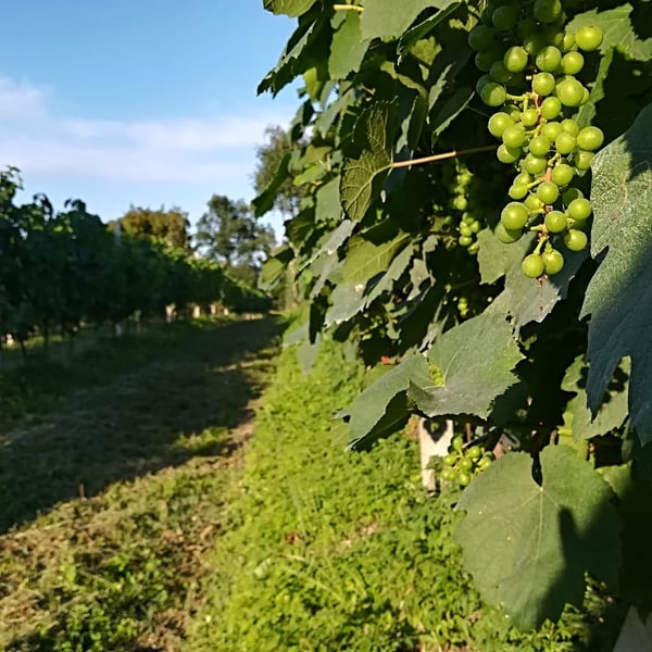 Cantina Ros - Daniele Paolucci