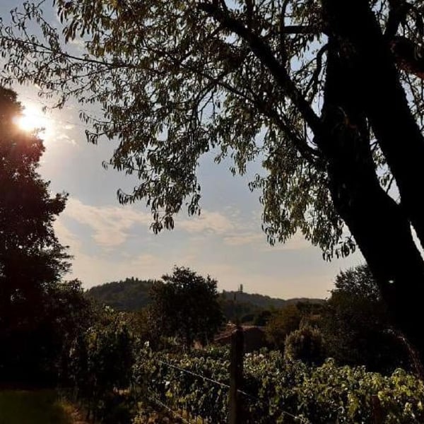 Cantina Ros - Daniele Paolucci