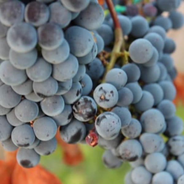 Deperu Holler - Carlo Deperu & Tatiana Holler