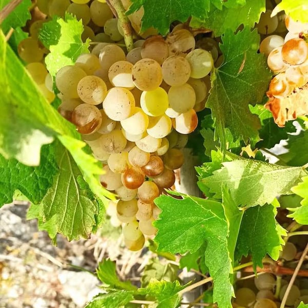 Deperu Holler - Carlo Deperu & Tatiana Holler