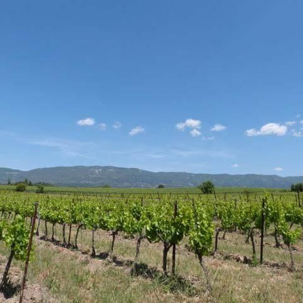 Les Tuiles Bleues - Céline Laforest