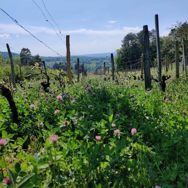 Tailleurs Cueilleurs - Chloé Bey & Jordan D'Osualdo
