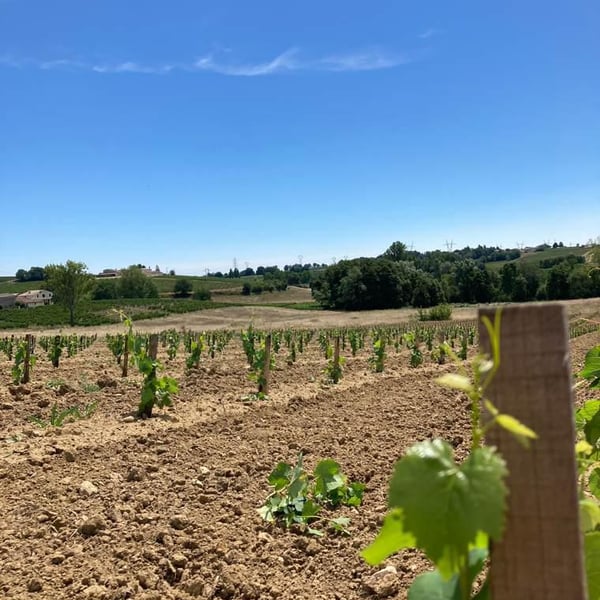 Christian Gourgourio