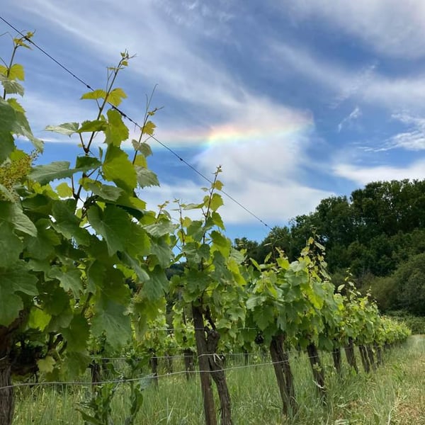 Le Clos du Monat - Christian Gourgourio