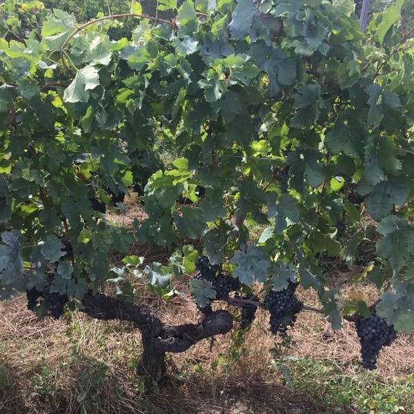 Le Clos du Monat - Christian Gourgourio