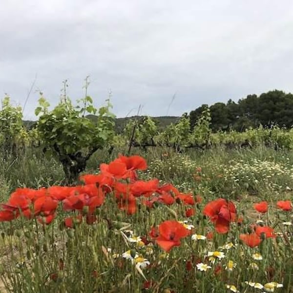 Domaine Du Phénix - Christian Marti